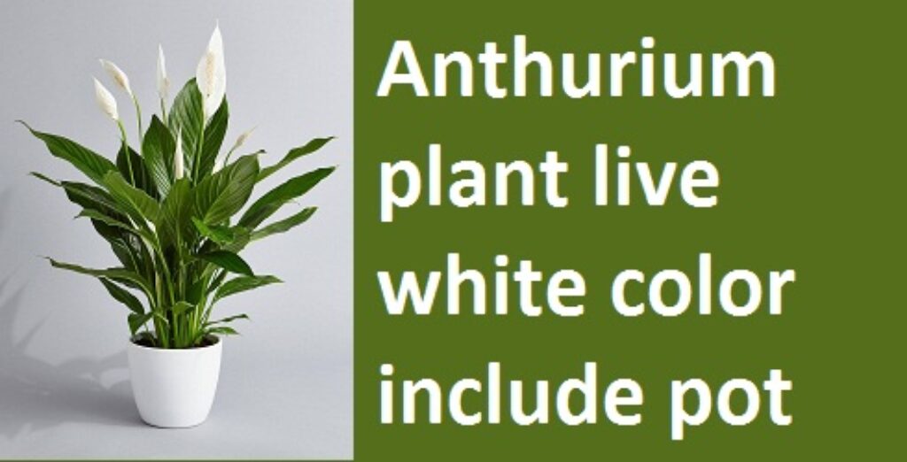 anthurium plant live white color include pot