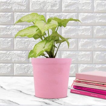 Lasaki Syngonium Plant Indoor Live Plant In August Pink Ceramic Pot