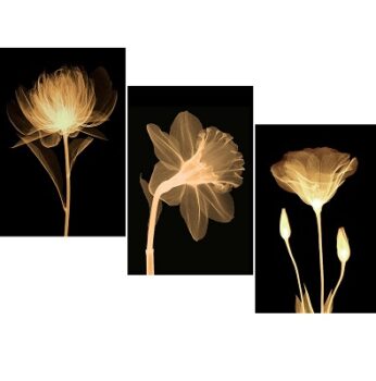 SAF Set of 3 Preety Brown Flower UV Textured MDF Home Decorative Gift Item Floral Painting 27 Inch X 12 Inch