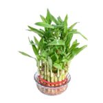 Ugaoo Lucky Bamboo 3 Layer Feng Shui Plant