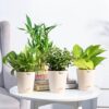 UGAOO Vastu Plants Combo of 4 Live Plants for Home & Offices
