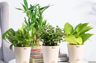 UGAOO Vastu Plants Combo of 4 Live Plants for Home & Offices